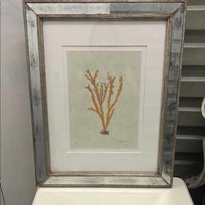 Trowbridge Limited Edition Coral Print Albertus Seba